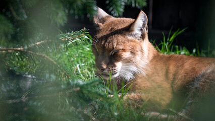 Fototapeta premium Siberian Lynx Resting in Grass