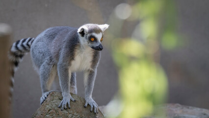 Naklejka premium Ring-tailed Lemur Standing on a Rock