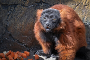 Fototapeta premium Red Ruffed Lemur with a Mouth Full of Food
