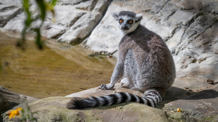 Obraz premium Ring-tailed Lemur Sitting on a Rock