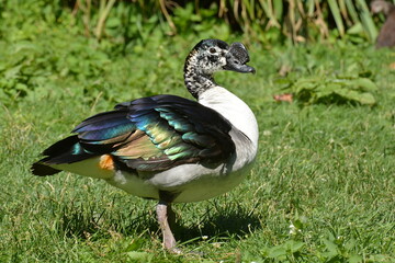 Knob-billed duck (Sarkidiornis melanotos)