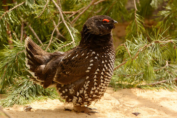 Male Siberian grouse (Falcipennis falcipennis)