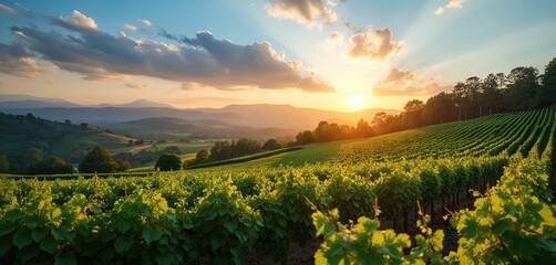 Naklejka premium Green vineyard rows at sunset. Scenic vineyard landscape with mountains. Beautiful summer vine plantation view. Wine making farm agriculture concept. Natural wine region with horizon line. Rural