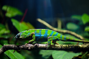 Colourful chameleon on a branch in its enclosure at the zoo