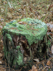 A tree stump covered in green moss in the woods