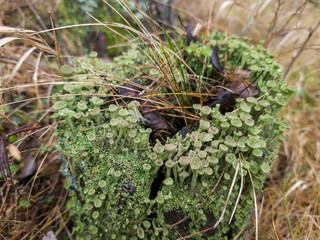 A tree stump covered in green moss in the woods