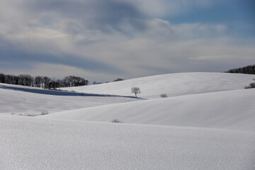 A large tree and a majestic winter pasture on a series of snow-covered hills