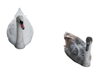 adult mute swan and juvenile cygnet (cygnus olor) floating together on water isolated on gray