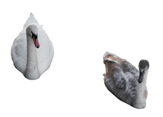 adult mute swan and juvenile cygnet (cygnus olor) floating together on water isolated on gray