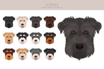 Scoodle, Scottiepoo clipart. Scottish terrier Poodle mix. Different coat colors set.  Vector illustration