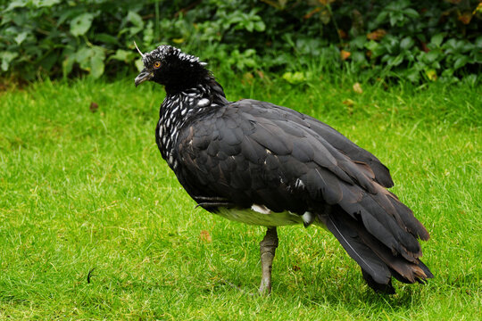 Horned screamer (Anhima cornuta)