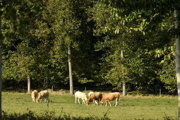Petit groupe de vaches laitières broutant l'herbe près d'un bois à Écaussinnes-Lalaing (Soignies)
