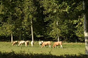 Petit groupe de vaches laitières broutant l'herbe près d'un bois à Écaussinnes-Lalaing (Soignies)