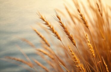 Fototapeta premium Golden dry grass stalks sway gently near water. Soft focus background shows calm water surface. Natural texture of wild plants in soft light.