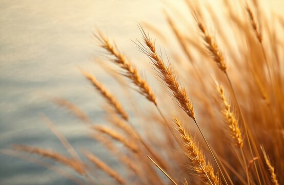 Golden dry grass stalks sway gently near water. Soft focus background shows calm water surface. Natural texture of wild plants in soft light.