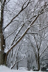 snow covered trees