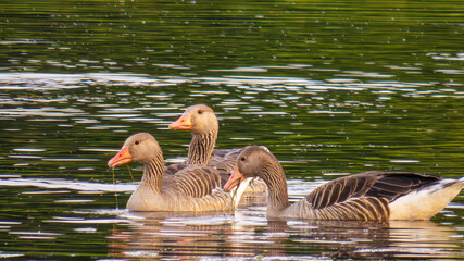 Ecopark Kołobrzeg © lech