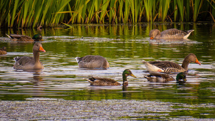 Ecopark Kołobrzeg © lech