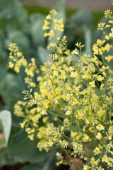 Cabbage - Brassica oleracea  -  leafy green vegetable, several colourful cultivars in the kitchen vegetable garden.