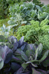 Naklejka premium Cabbage - Brassica oleracea - leafy green vegetable, several colourful cultivars in the kitchen vegetable garden.