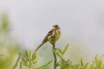 A young wagtail sits on an old tree