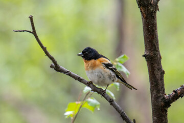 Obraz premium Brambling sits on a tree branch, close-up