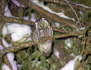 A male Boreal owl sits on a tree branch on a winter night