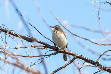 Fototapeta premium Spotted flycatcher sitting on a tree branch