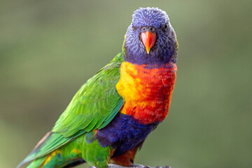 Close up of Australian Rainbow Lorikeet