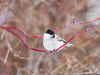 Cute bird the willow tit, song bird sitting on a branch without leaves in the winter.