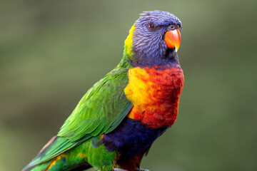 Close up of Australian Rainbow Lorikeet
