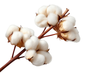 Branch with fluffy white cotton bolls against a dark background