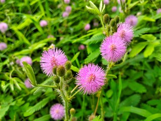 Obraz premium Putri Malu plant or Mimosa pudica, pink flowers in the garden