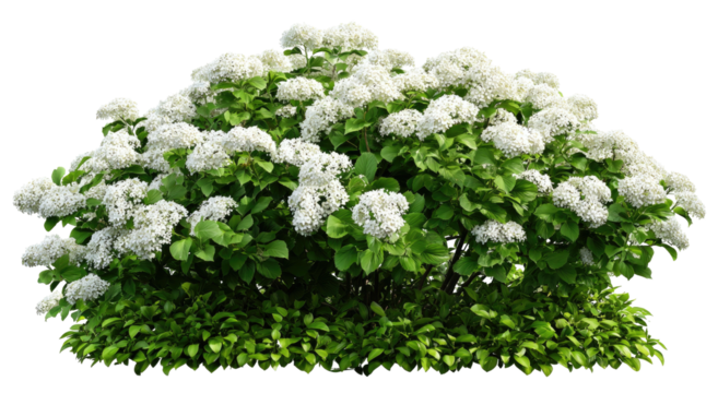 Lush bush with many white clusters, green foliage