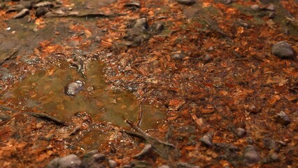 Autumn Fallen Leaves Background Screensaver