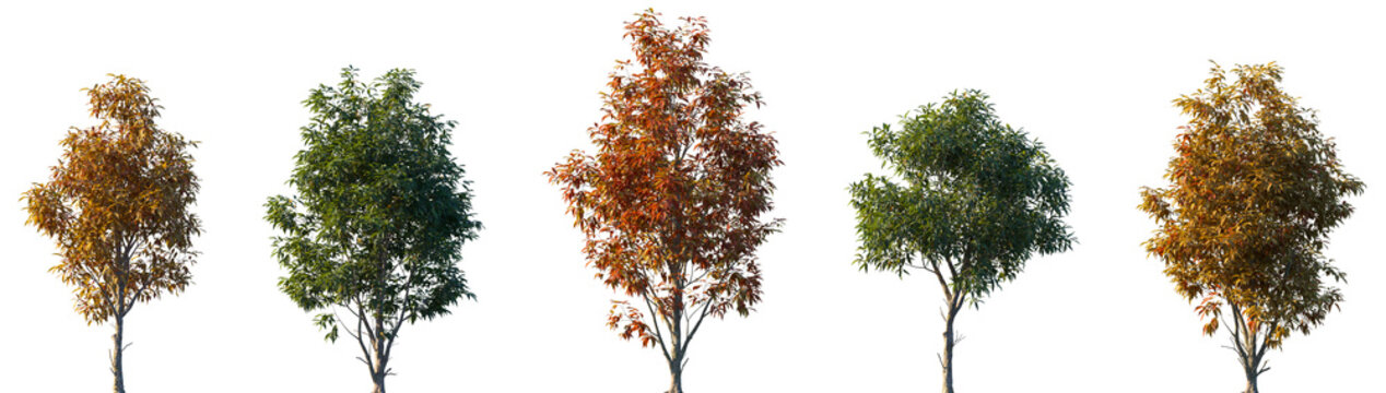 Set of autumn and summer Carya ovata (the shagbark hickory) frontal street trees isolated png in sunny daylight on a transparent background perfectly cutout