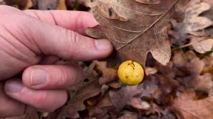 A person holding a small yellow fruit in their hand