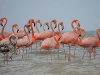 Obraz premium RIQUESAS NATURALES DE LA GUAJIRA COLOMBIA CULTURA WAYU