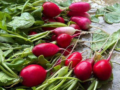 Fresh radishes on the table.