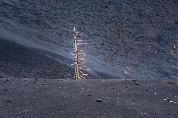 Burnt trees and black soil on the slopes of Mount Etna in Sicily during a sunny day