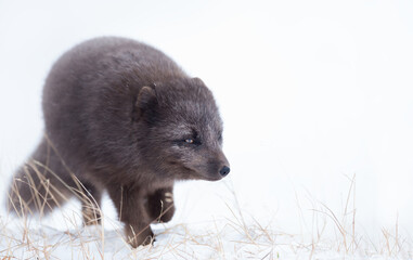 Naklejka premium Blue morph Arctic fox walking in snow in Hornstrandir Nature Reserve