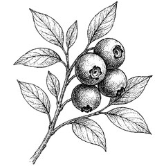 Blueberry Branch Sketch art line illustration isolated on transparent background
