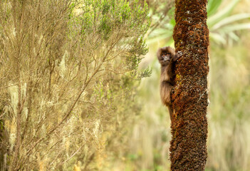 Curious juvenile Gelada monkey perched on tree in Simien Mountains National Park, Ethiopia