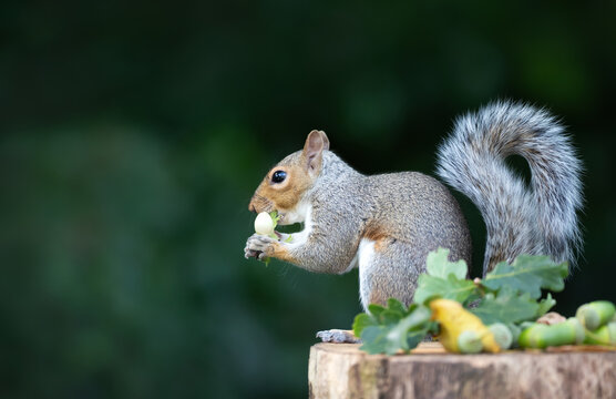 Grey squirrel eating green hazelnuts on a tree stump in autumn