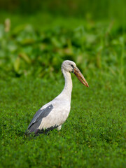 Obraz premium stork in the grass