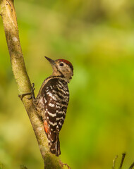 bird on a branch