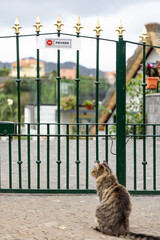 Obraz premium Cat sitting in front of a closed green gate with decorative elements and a sign