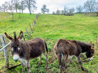 Zwei junge Esel auf der Weide