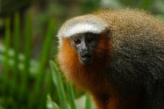 Portrait of a Red titi monkey (Plecturocebus discolor)
