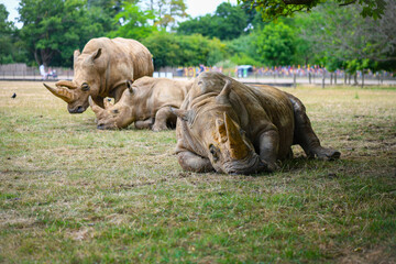 Three rhinos rest in a grassy area of a wildlife park during the afternoon in summer © Andreea_Prodan